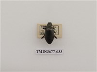 藏品(偽步行蟲)的圖片